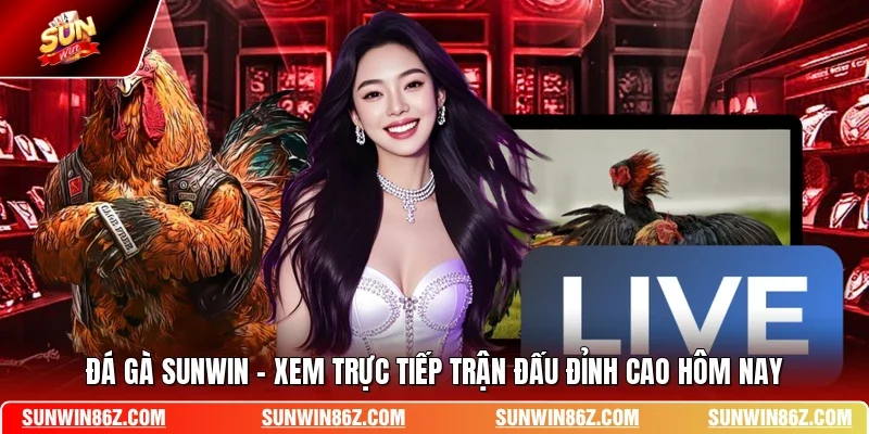 Đá Gà SUNWIN - Xem Trực Tiếp Trận Đấu Đỉnh Cao Hôm Nay